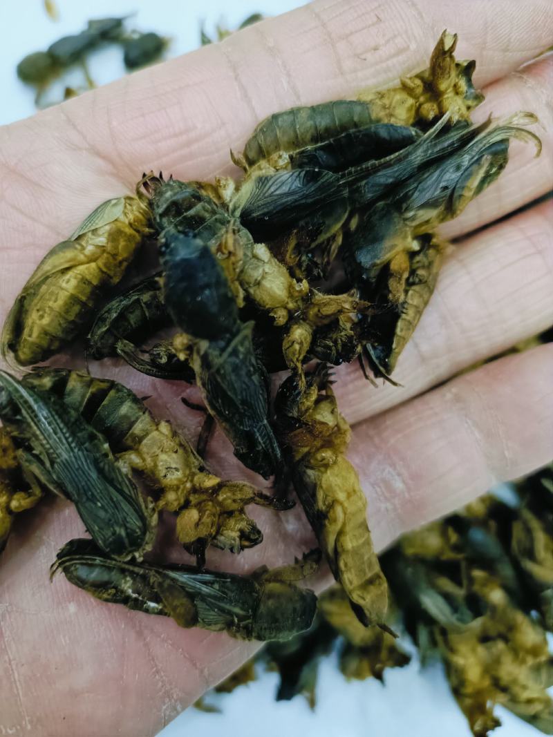 蝼蛄，中药材蝼蛄，蝼蛄干货质量保证，量大从优，联系！