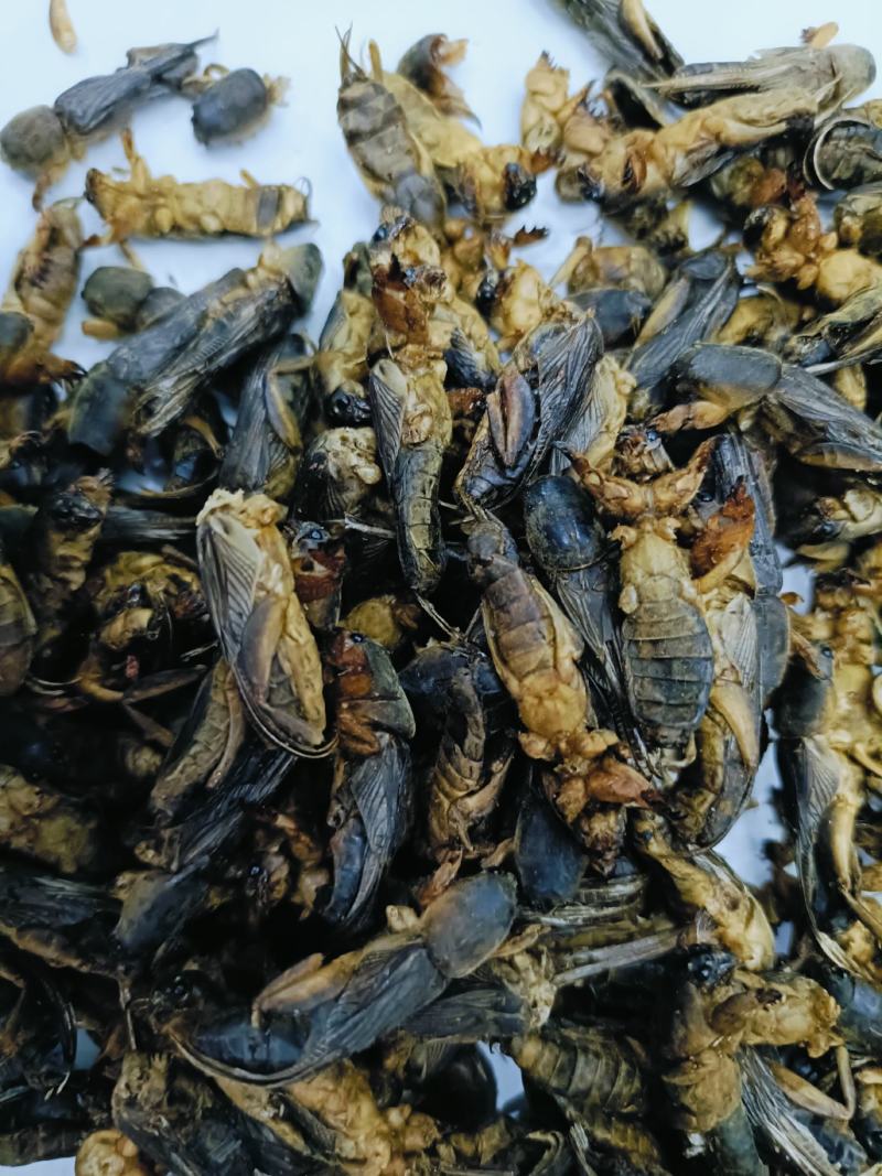 蝼蛄，中药材蝼蛄，蝼蛄干货质量保证，量大从优，联系！