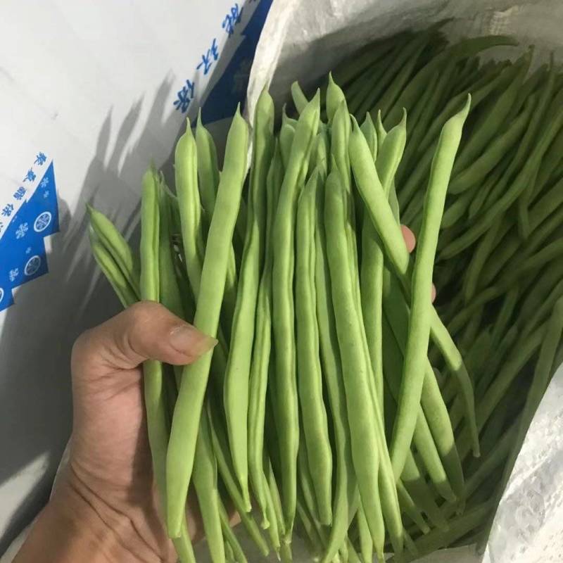 豆芽