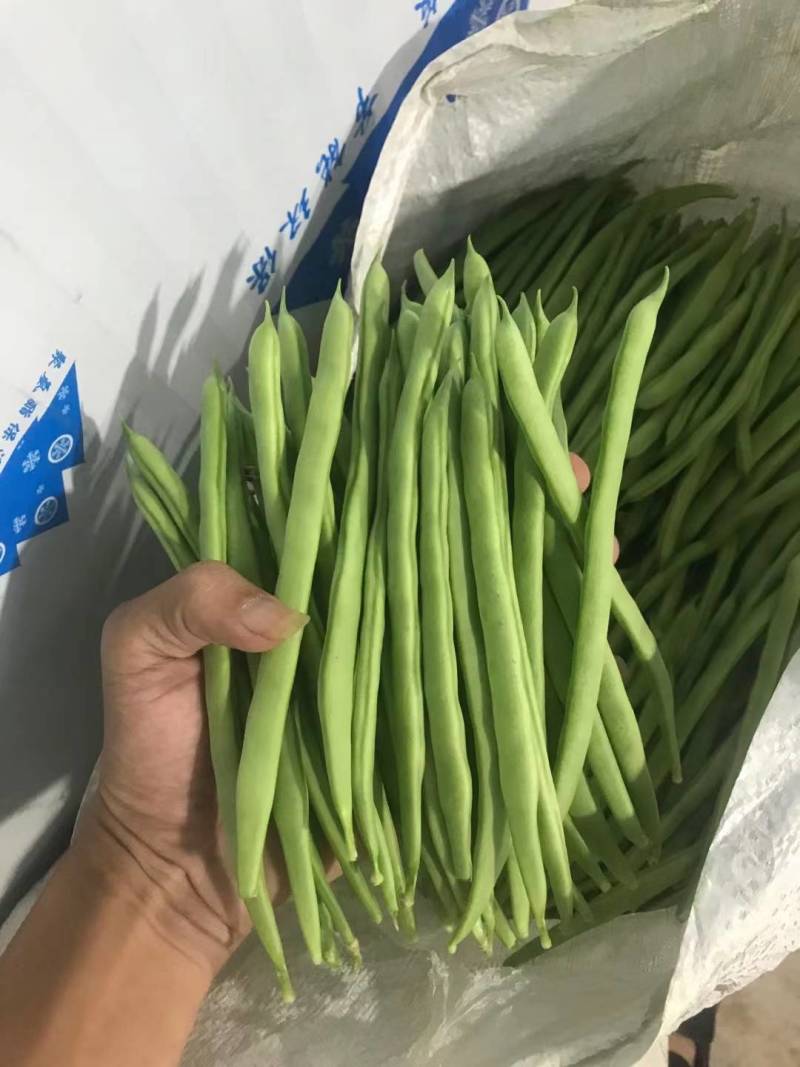 豆芽