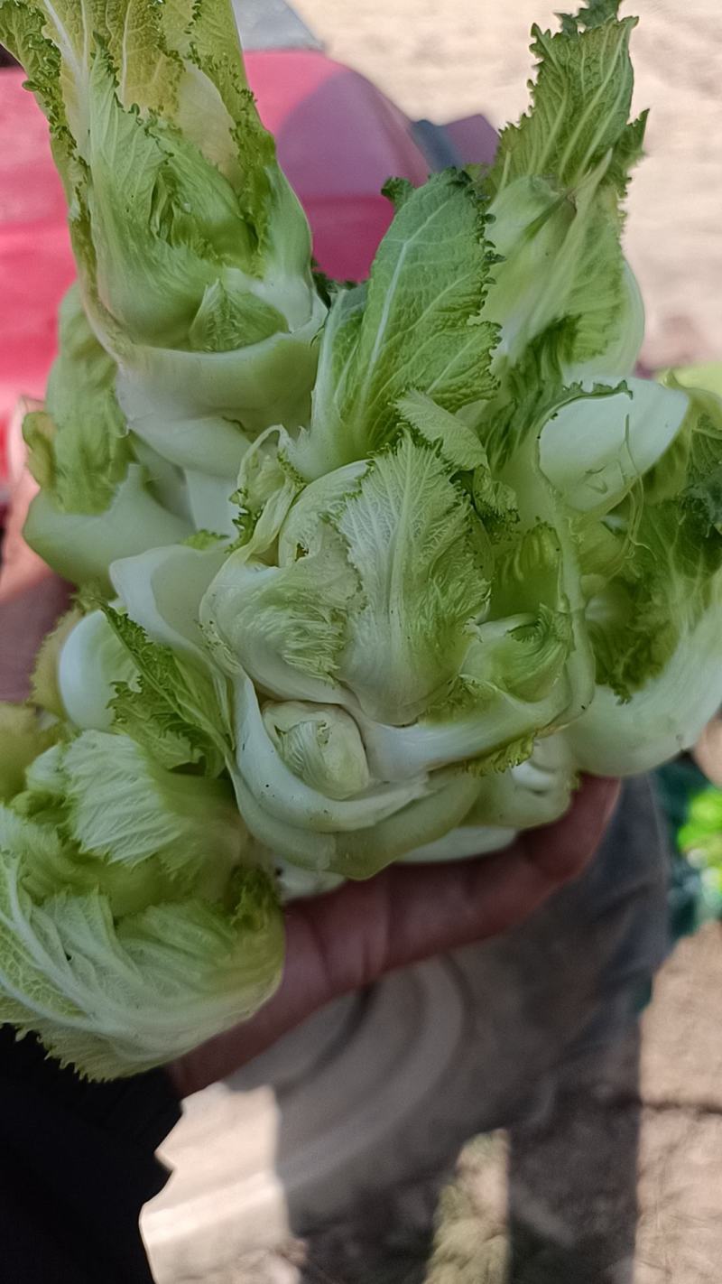 儿菜