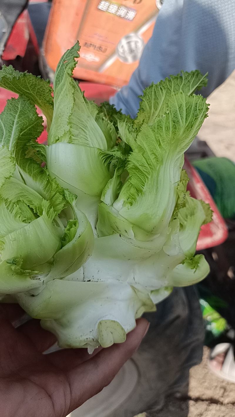 儿菜