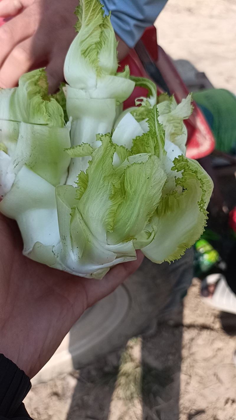 儿菜