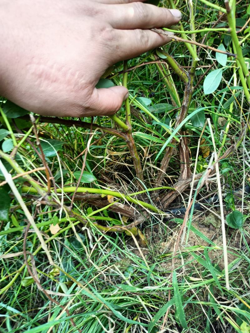 地栽苗1到3年苗都有博物莱克西绿宝石
