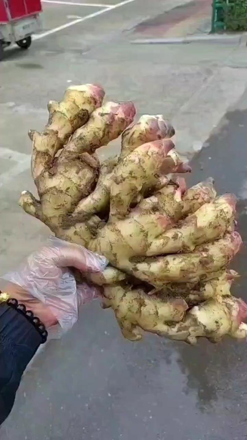 河北鲜姜大黄姜大量上市！代收代发代存入库！