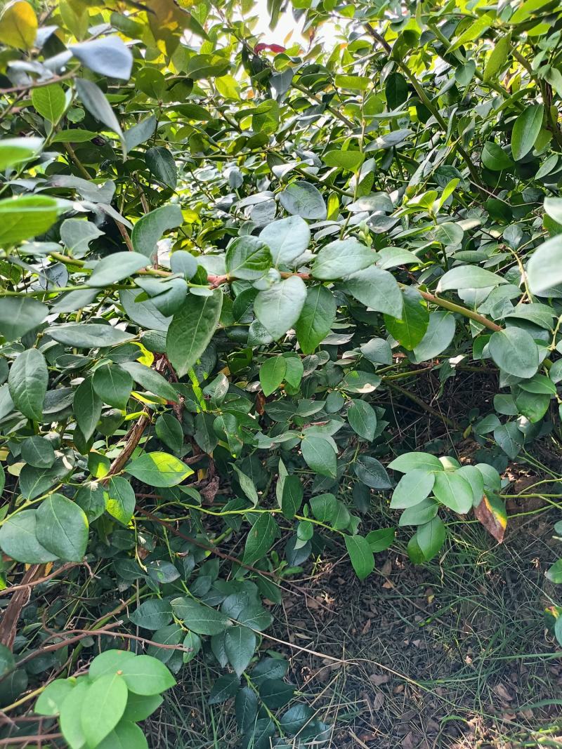 地栽苗1到3年苗都有博物莱克西绿宝石