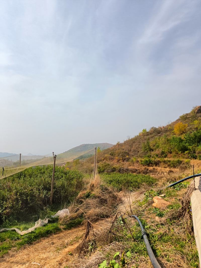 地栽苗1到3年苗都有博物莱克西绿宝石