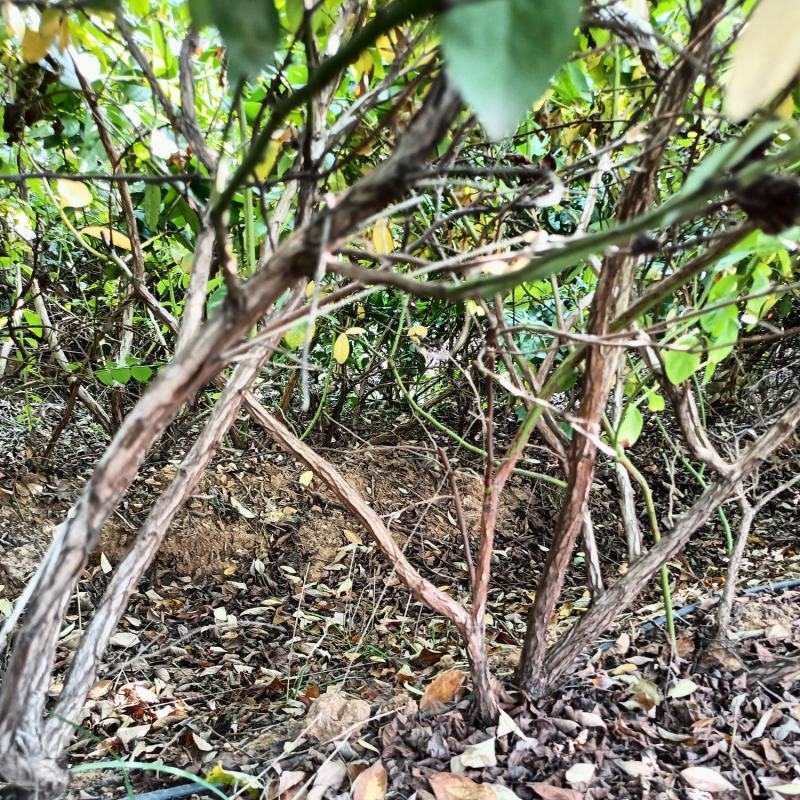 地栽苗1到3年苗都有博物莱克西绿宝石