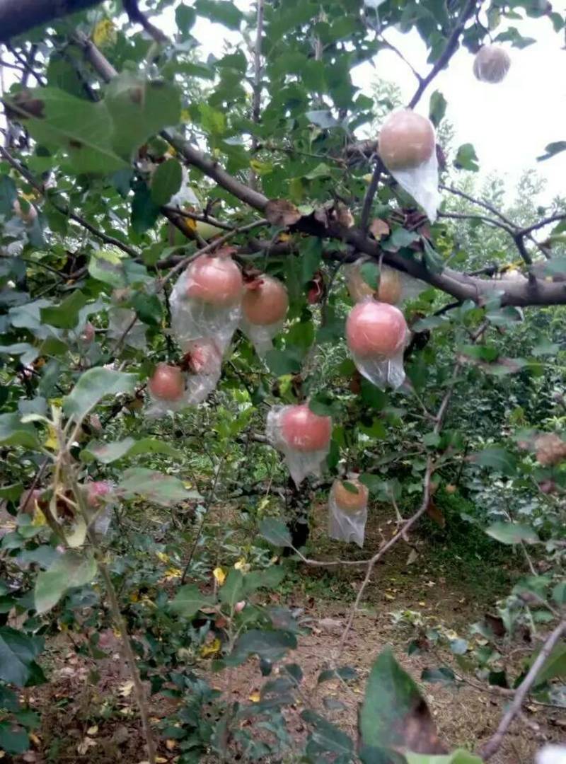 黄土高原红富士膜袋苹果