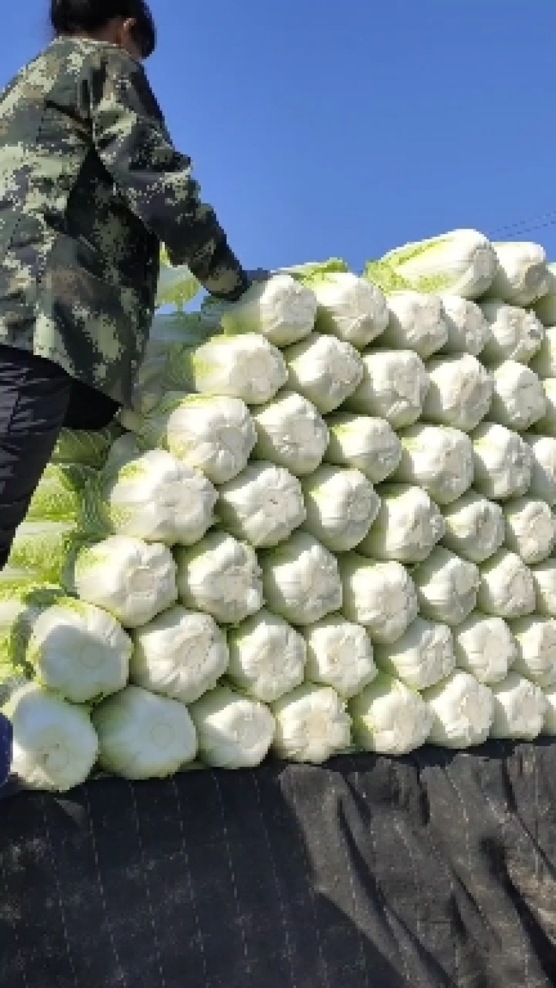 黄心白菜大量有货，无虫眼，无花边无烧心，质量有保证，
