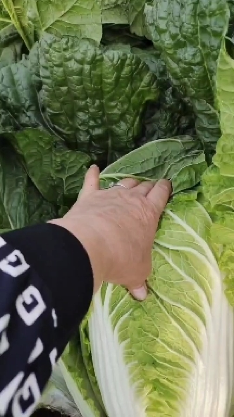 黄心白菜大量有货，无虫眼，无花边无烧心，质量有保证，