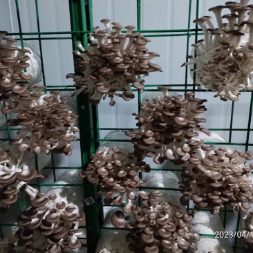 秀珍菇猪肚菇黑皮鸡枞