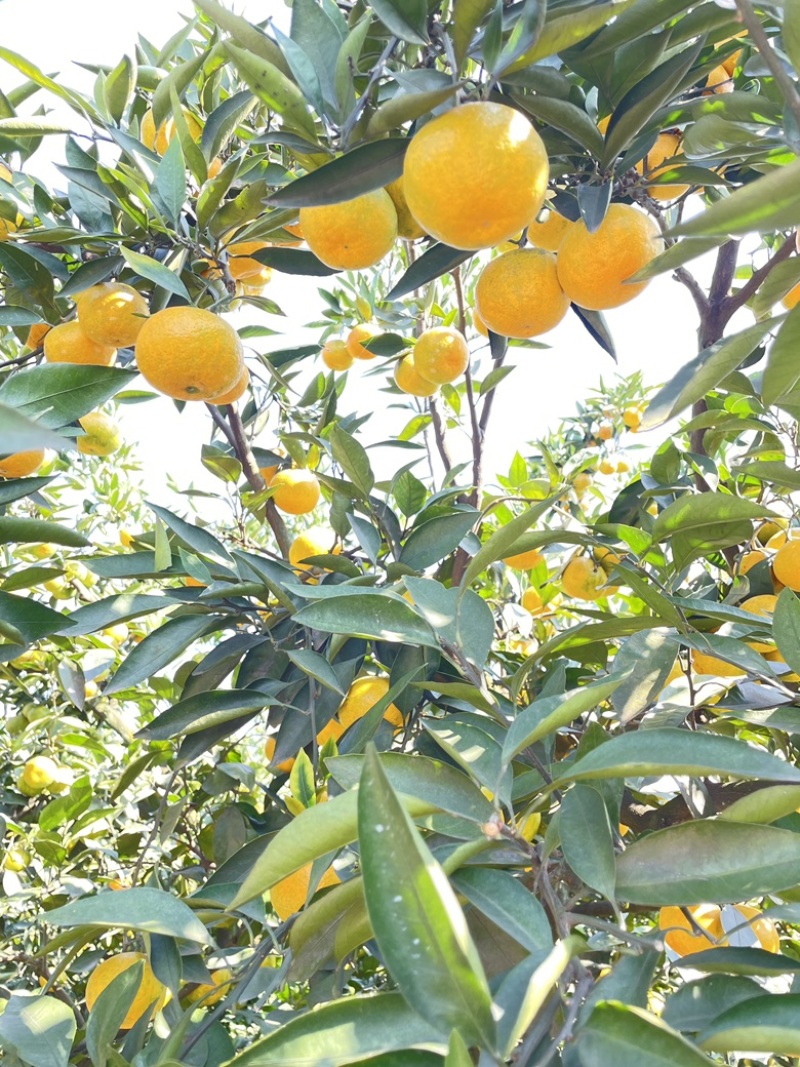 蜜橘现货，两百万斤，纯甜无酸，口感细腻，
