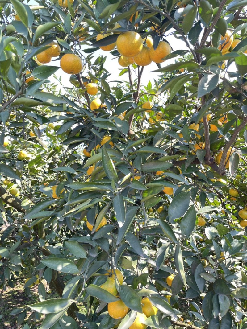 蜜橘现货，两百万斤，纯甜无酸，口感细腻，
