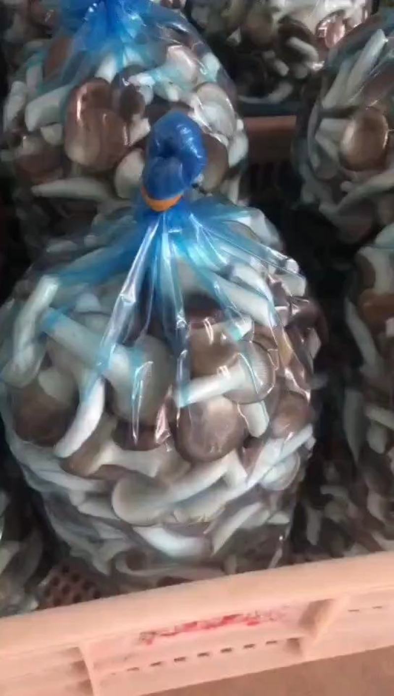 秀珍菇猪肚菇黑皮鸡枞