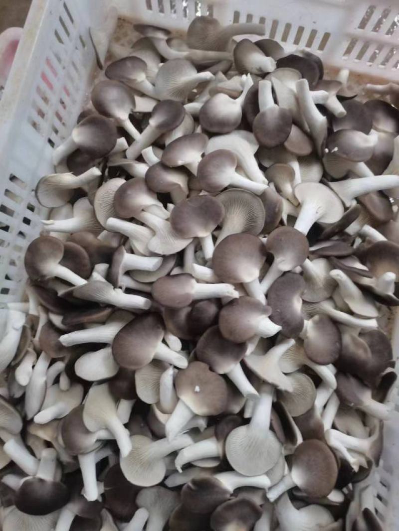 秀珍菇猪肚菇黑皮鸡枞