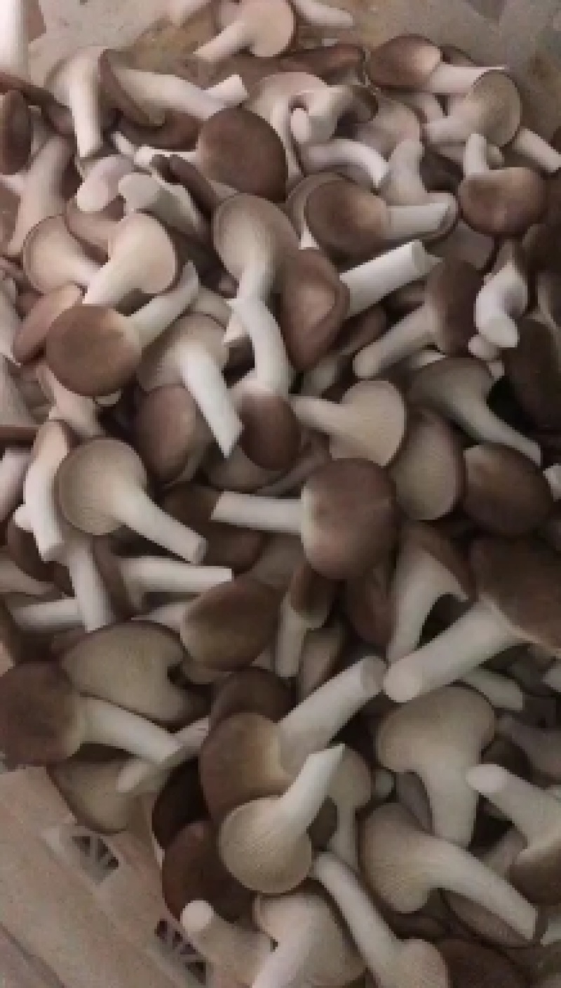 秀珍菇猪肚菇黑皮鸡枞