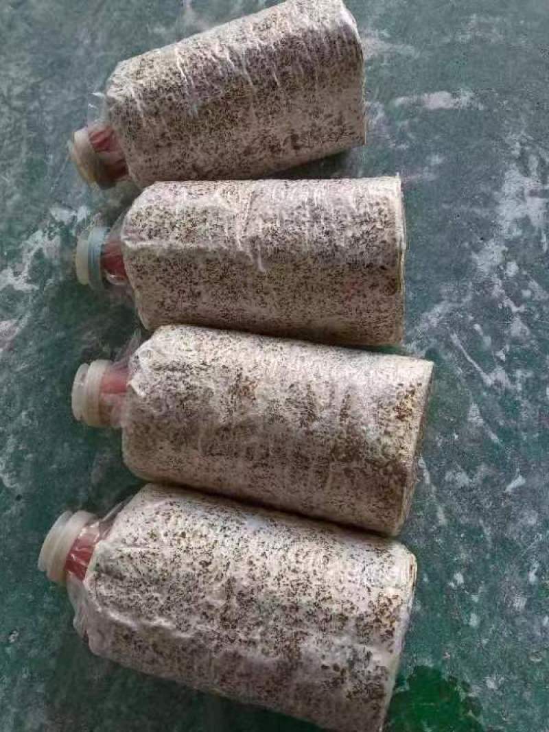 秀珍菇猪肚菇黑皮鸡枞