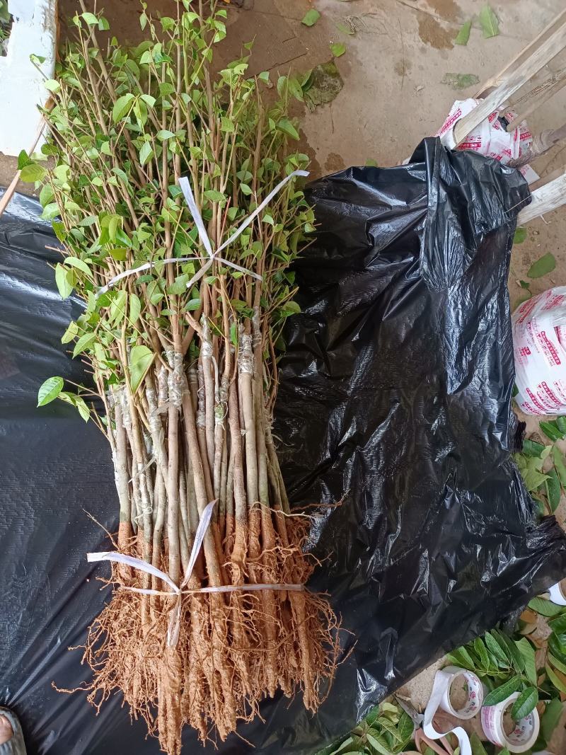 黄橄榄苗青橄榄苗嫁接苗，苗子漂亮