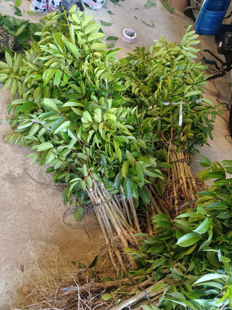 黄橄榄苗青橄榄苗嫁接苗，苗子漂亮