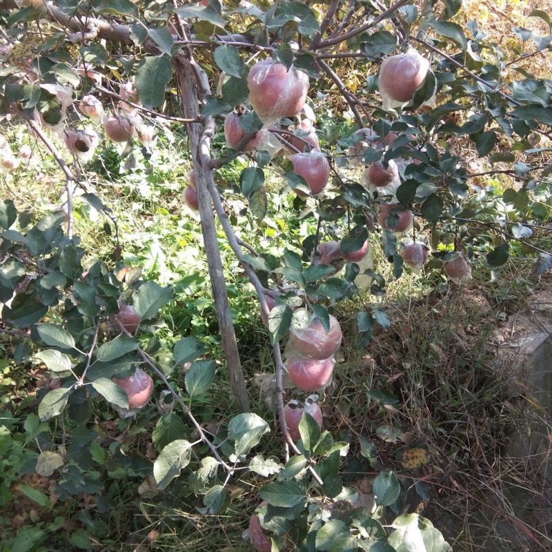 红富士苹果，膜代精品，