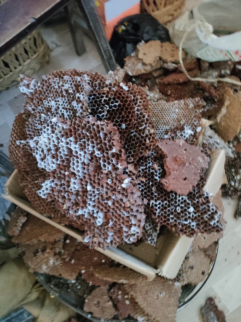 蜂房，树蜂房一手货源包邮