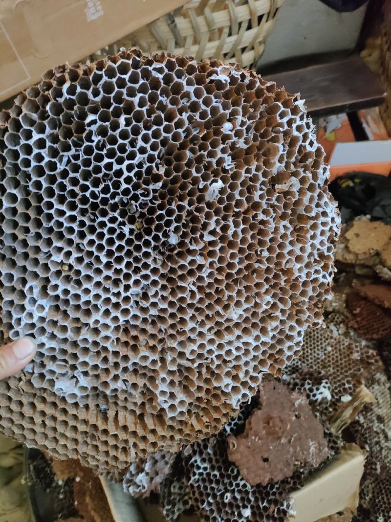 蜂房，树蜂房一手货源包邮
