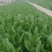油麦菜苗