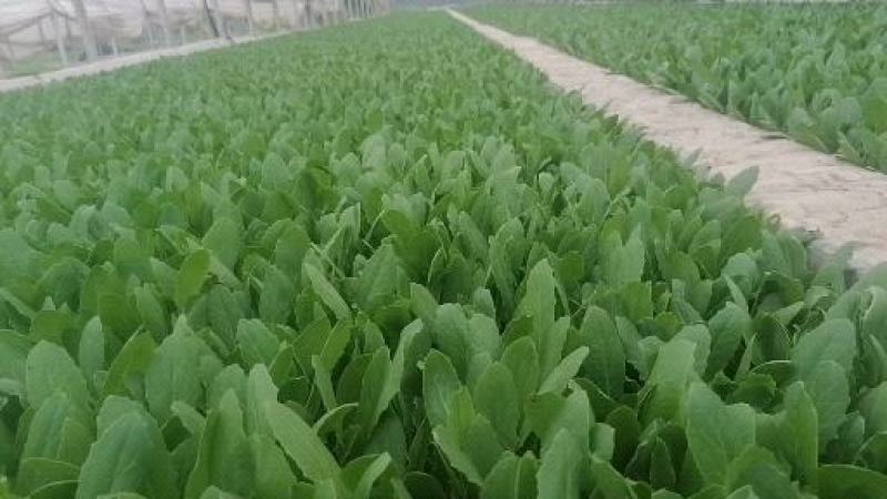 油麦菜苗
