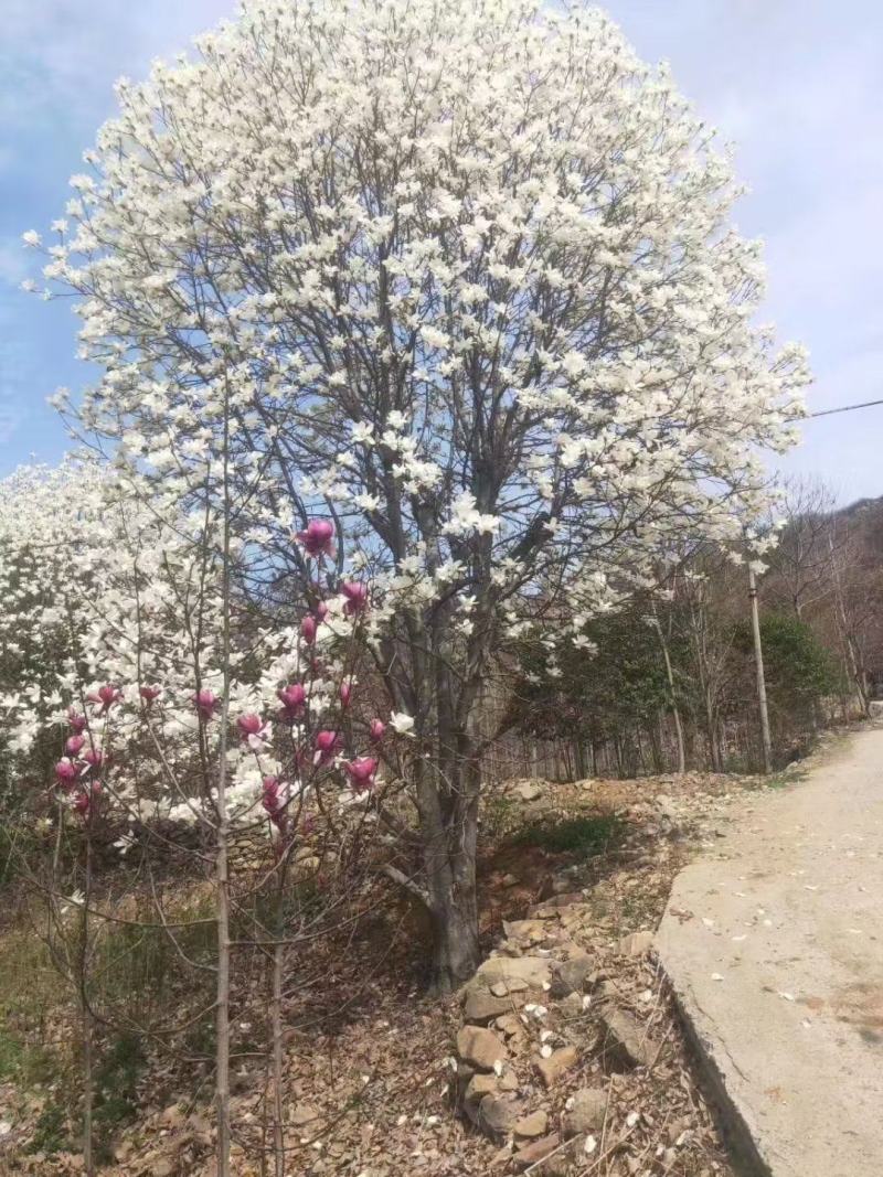 玉兰树，大规格红玉兰，黄玉兰，白玉兰，河南南召玉兰树