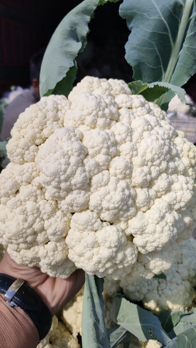 菜花安徽花菜白面青梗松花菜小米粒保质保量一手货源