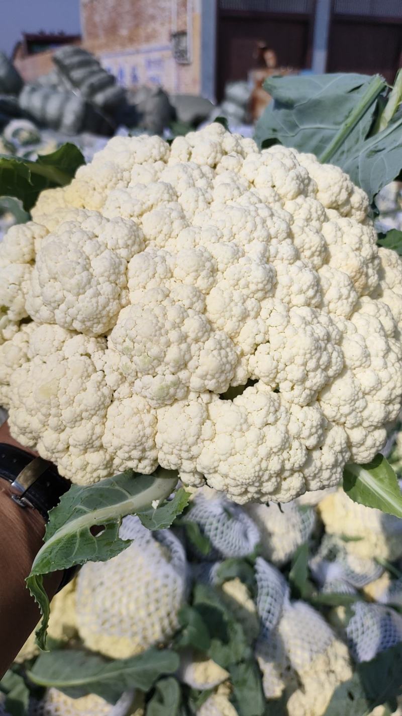 菜花安徽花菜白面青梗松花菜小米粒保质保量一手货源