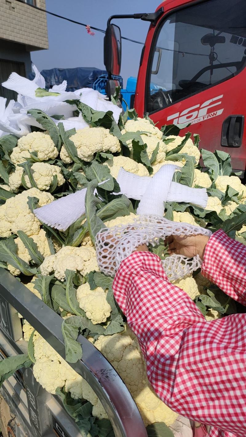 菜花安徽花菜白面青梗松花菜小米粒保质保量一手货源