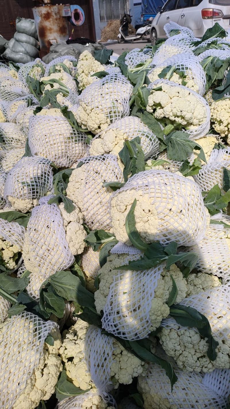 菜花安徽花菜白面青梗松花菜小米粒保质保量一手货源