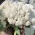 菜花安徽花菜白面青梗松花菜小米粒保质保量一手货源