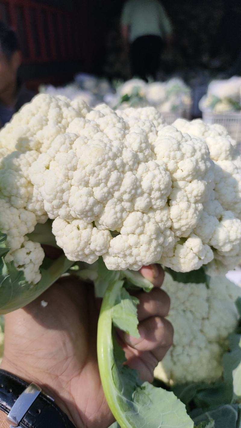 菜花安徽花菜白面青梗松花菜小米粒保质保量一手货源