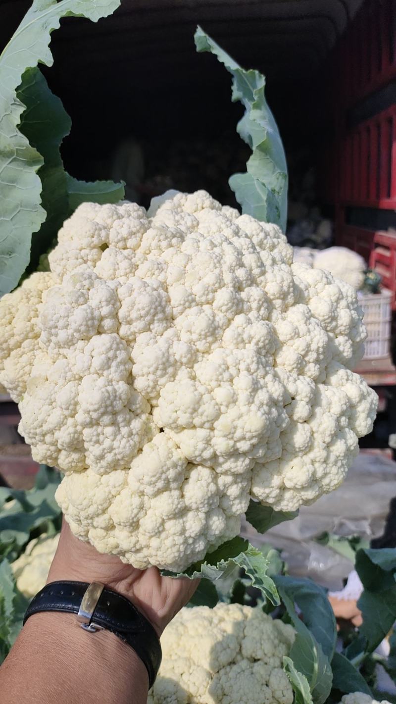 菜花安徽花菜白面青梗松花菜小米粒保质保量一手货源