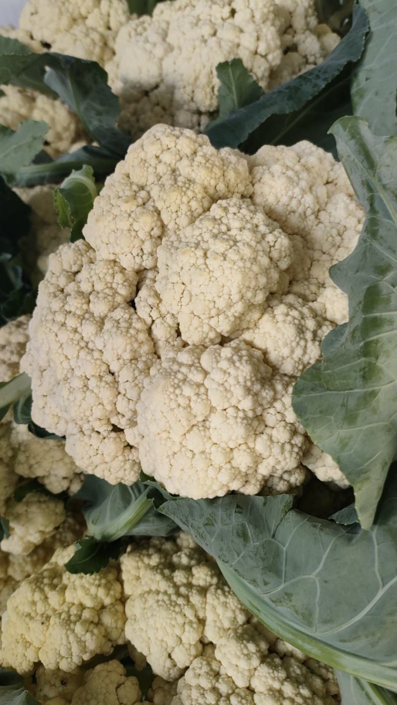 菜花安徽花菜白面青梗松花菜小米粒保质保量一手货源