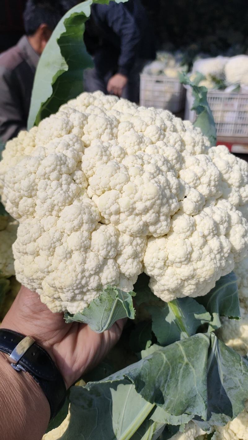 菜花安徽花菜白面青梗松花菜小米粒保质保量一手货源
