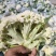 菜花安徽花菜白面青梗松花菜小米粒保质保量一手货源