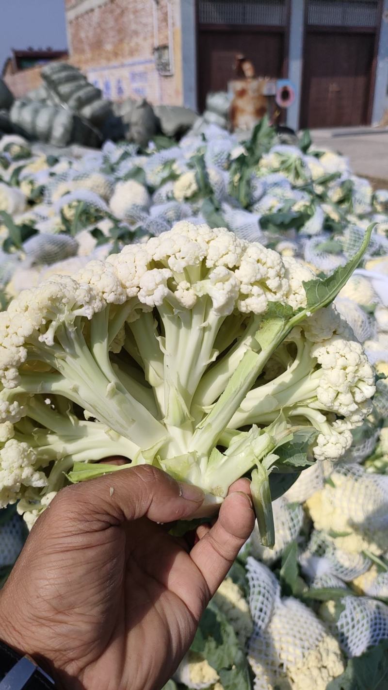菜花安徽花菜白面青梗松花菜小米粒保质保量一手货源