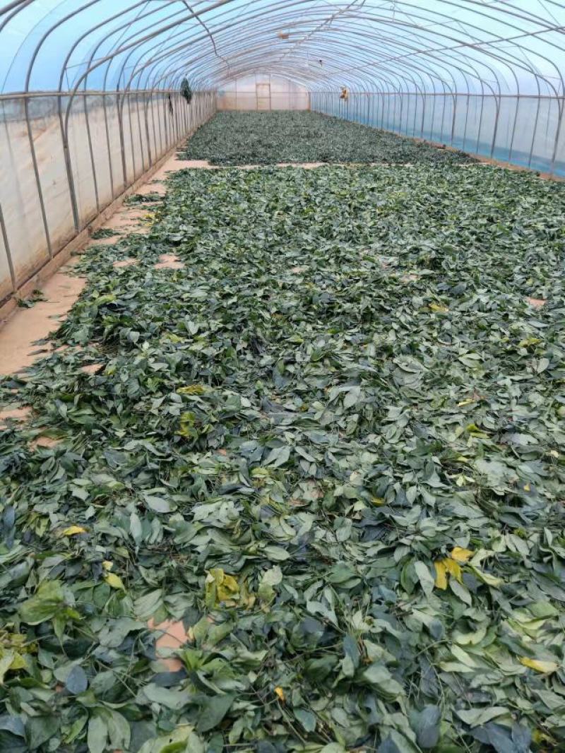 高含量纯三七叶/欢迎各位老板电话联系支持视频看货