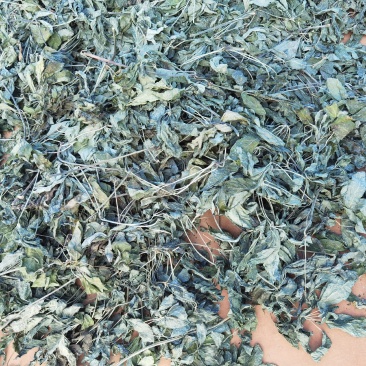高含量纯三七叶/欢迎各位老板电话联系支持视频看货