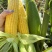 精品靓货太阳花甜玉米🌽
