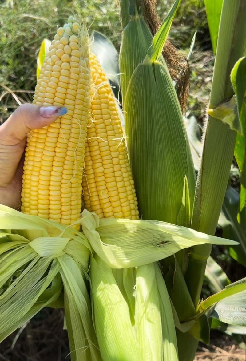 精品靓货太阳花甜玉米🌽