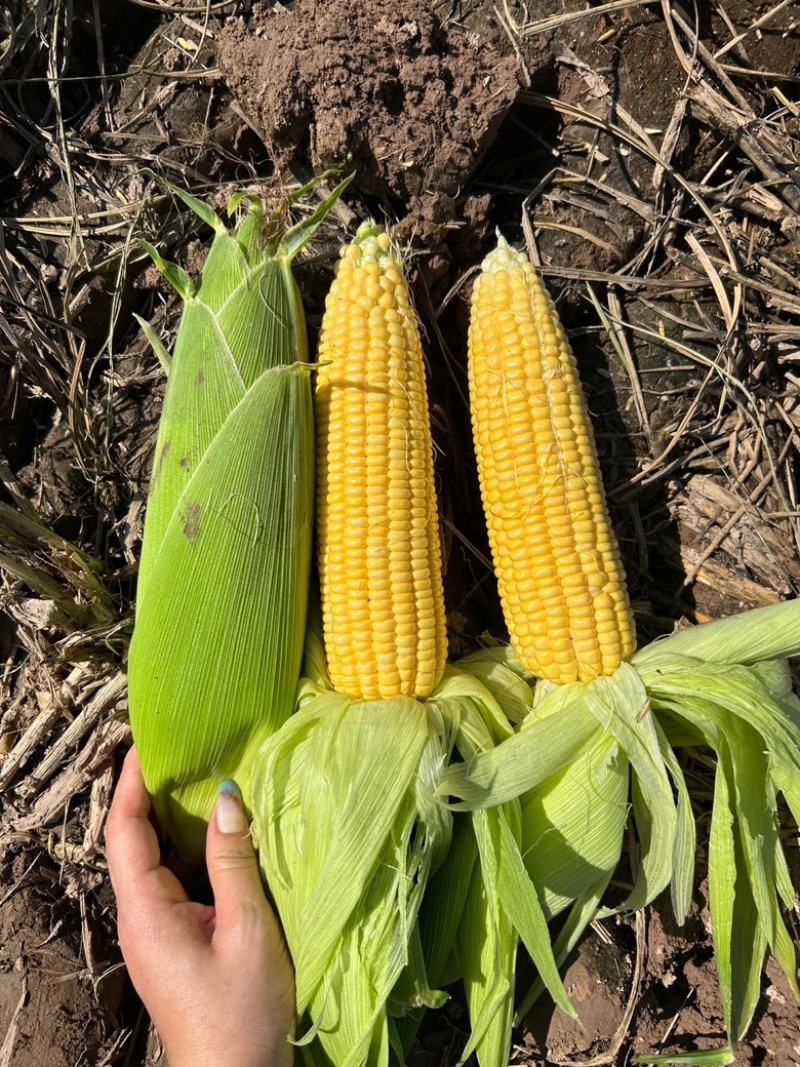 精品靓货太阳花甜玉米🌽