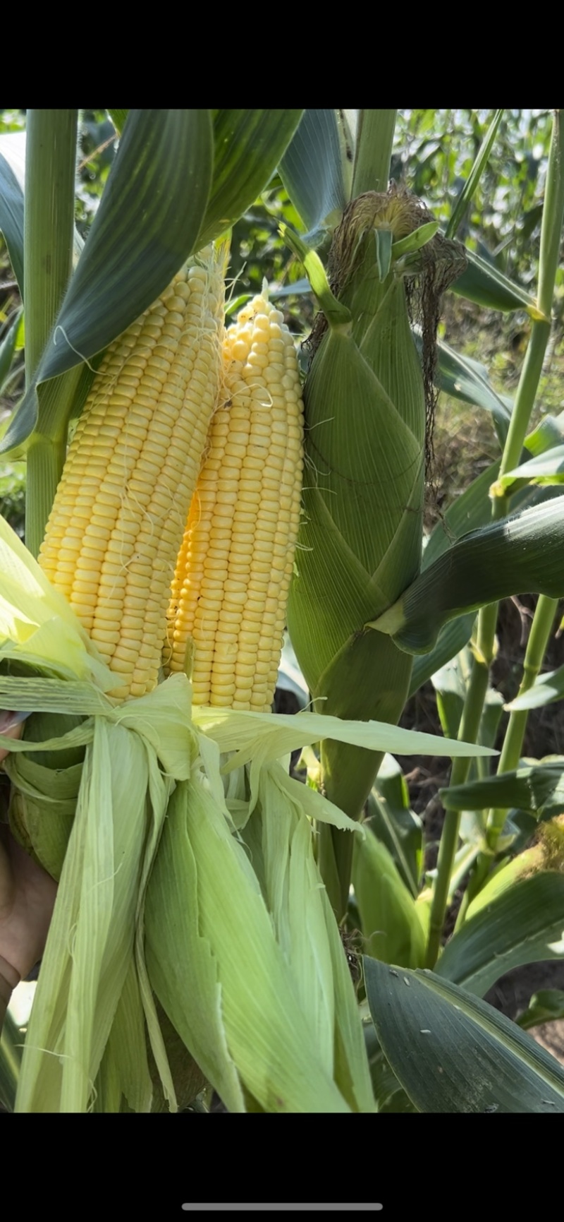 精品靓货太阳花甜玉米🌽