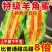 山东羊角蜜甜瓜对接平台电商微商一件代发