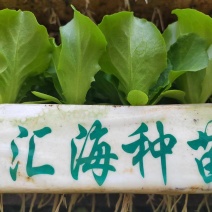 生菜意大利