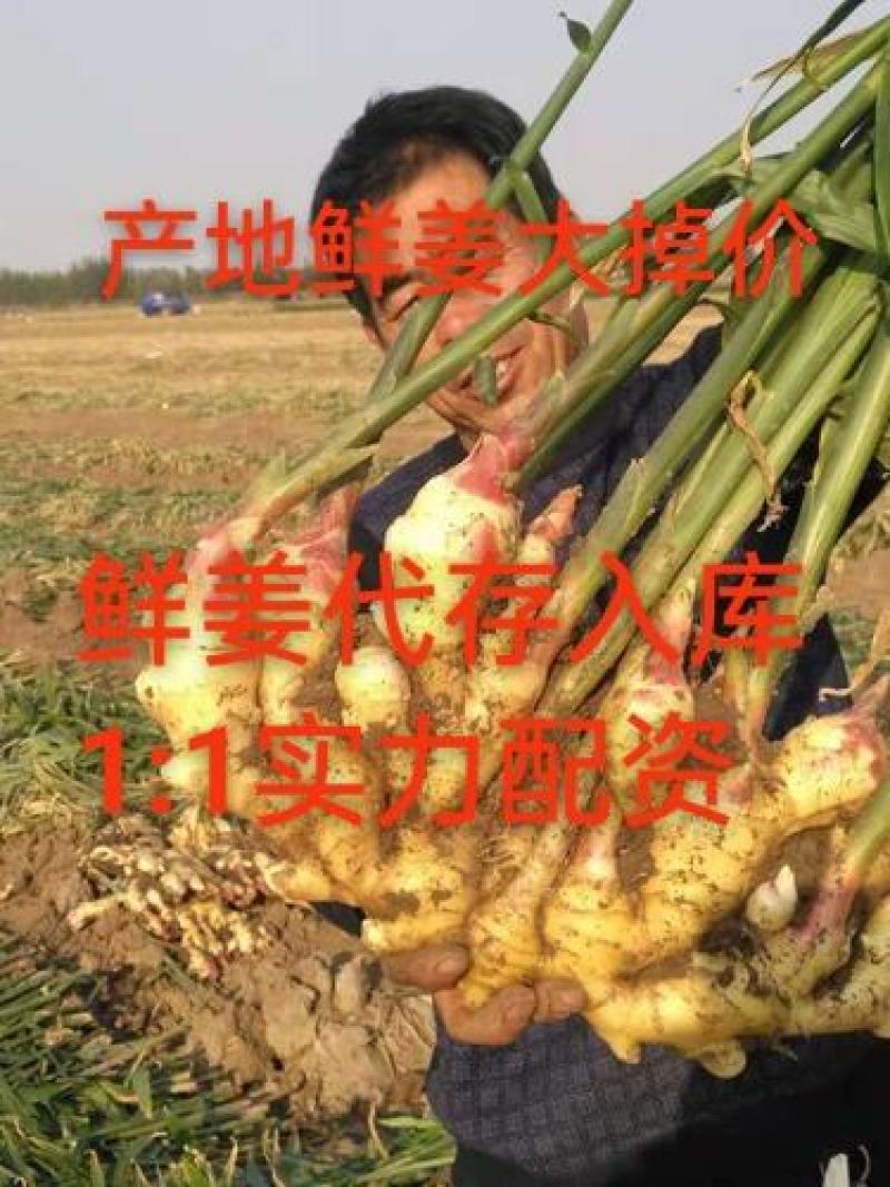 湖北鲜姜大黄姜大量上市！代收！代发！代存入库！